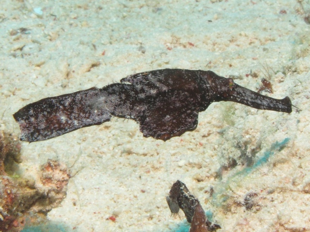 Solenostomus Cyanopterus